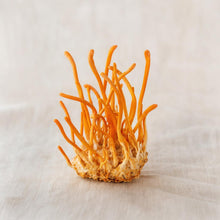 Cordyceps