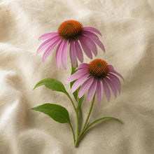Echinacea