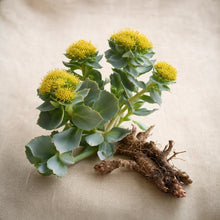 Rhodiola
