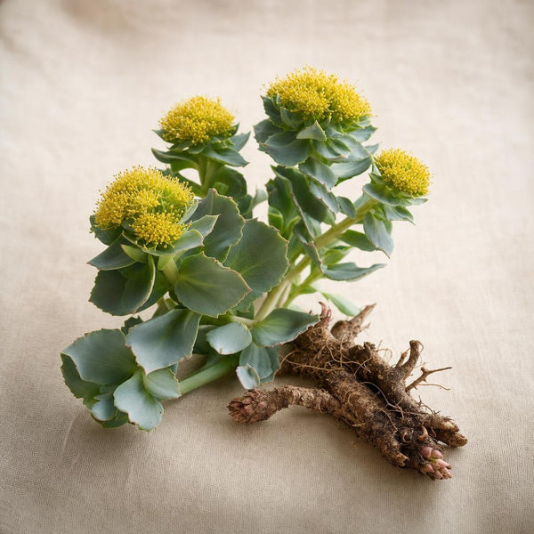Rhodiola