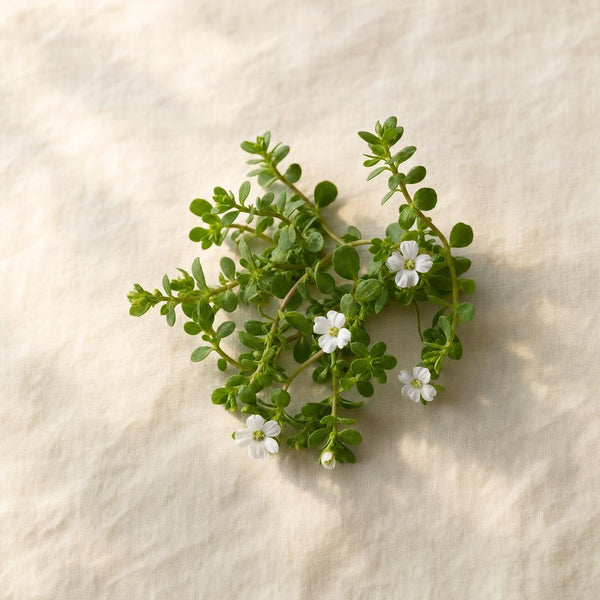 Bacopa