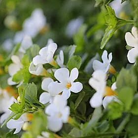 Bacopa