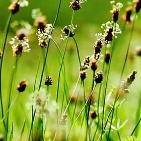 Plantago-Lanceolata