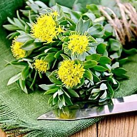 Rhodiola