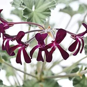 pelargonium